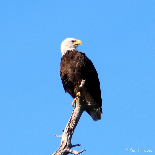 Bald Eagle © Ken F Tracey