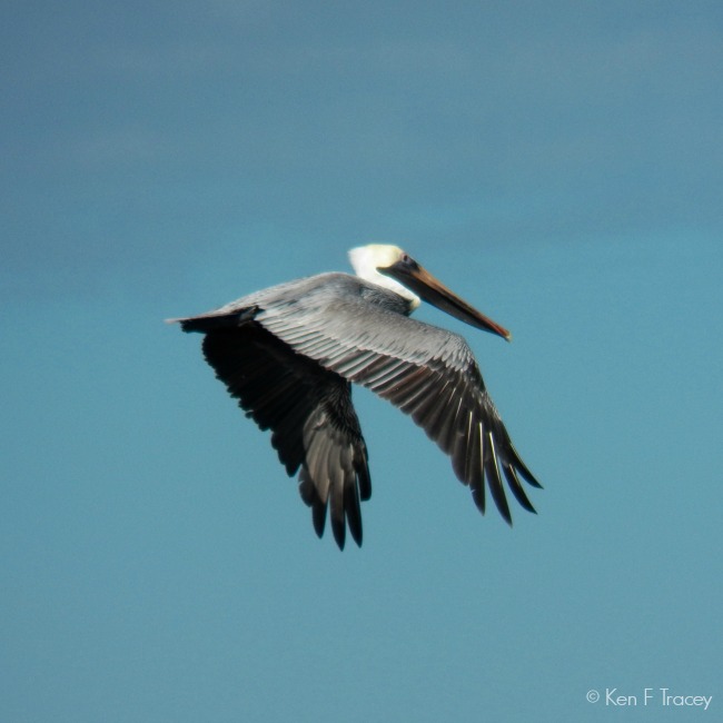 Brown Pelican © Ken F Tracey