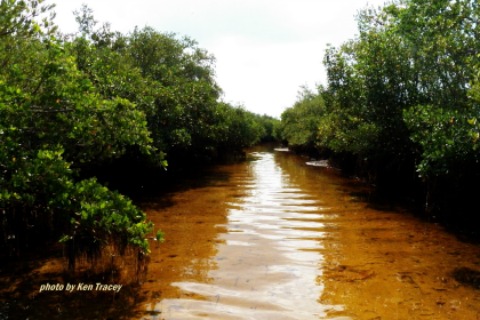 Mangroves - photo by Ken F Tracey