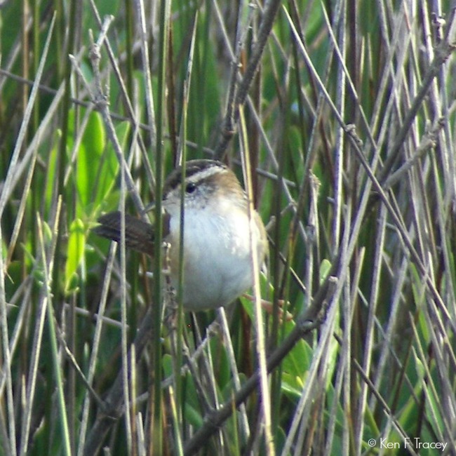 Marian's Marsh Wren © Ken F Tracey