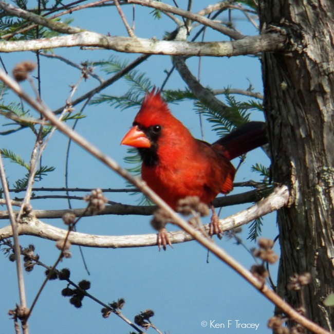 Northern Cardinal © Ken F Tracey