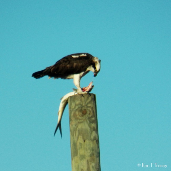 Osprey © Ken F Tracey