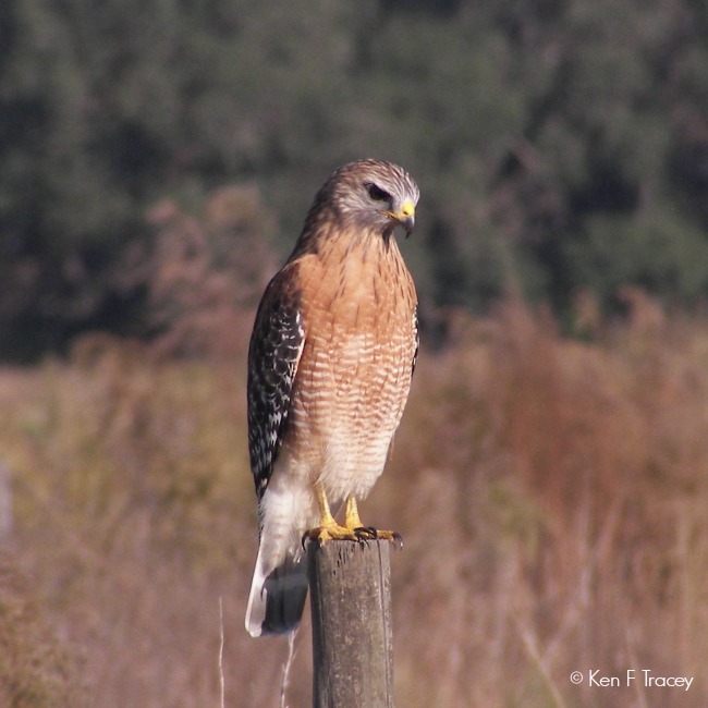 Red-shouldered Hawk © Ken F Tracey