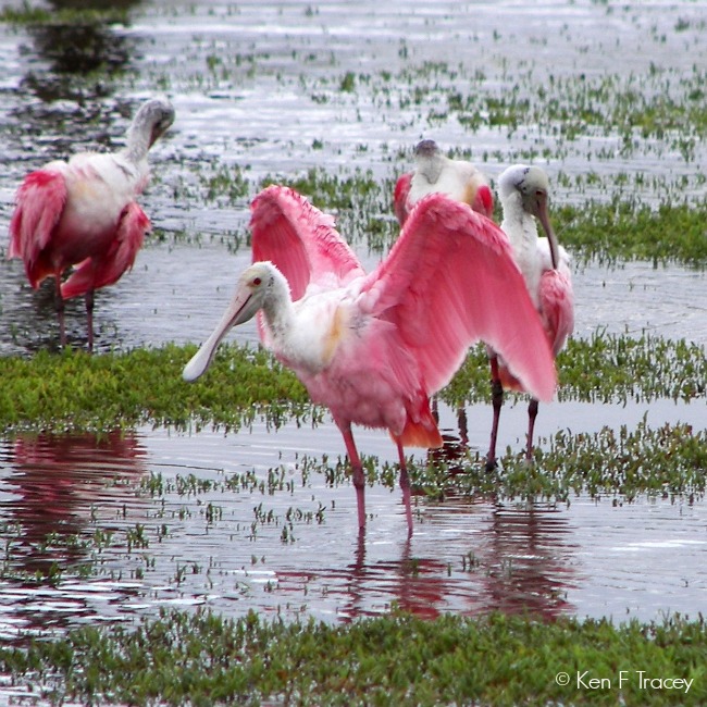 Roseate Spoonbill © Ken F Tracey