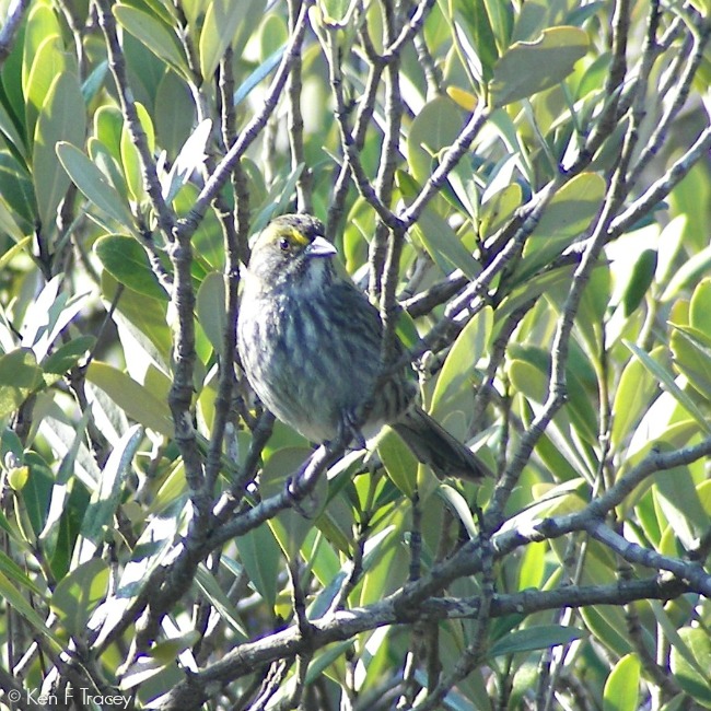 Scott's Seaside Sparrow © Ken F Tracey