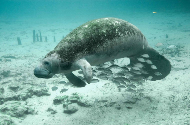 Winter Festivals and Events West Central Florida - Manatee Festival