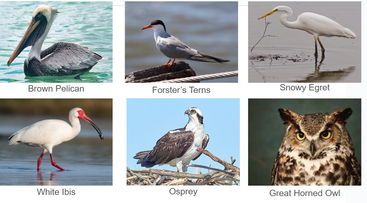 All the birds you may see while RV camping at Hickory Point RV park.