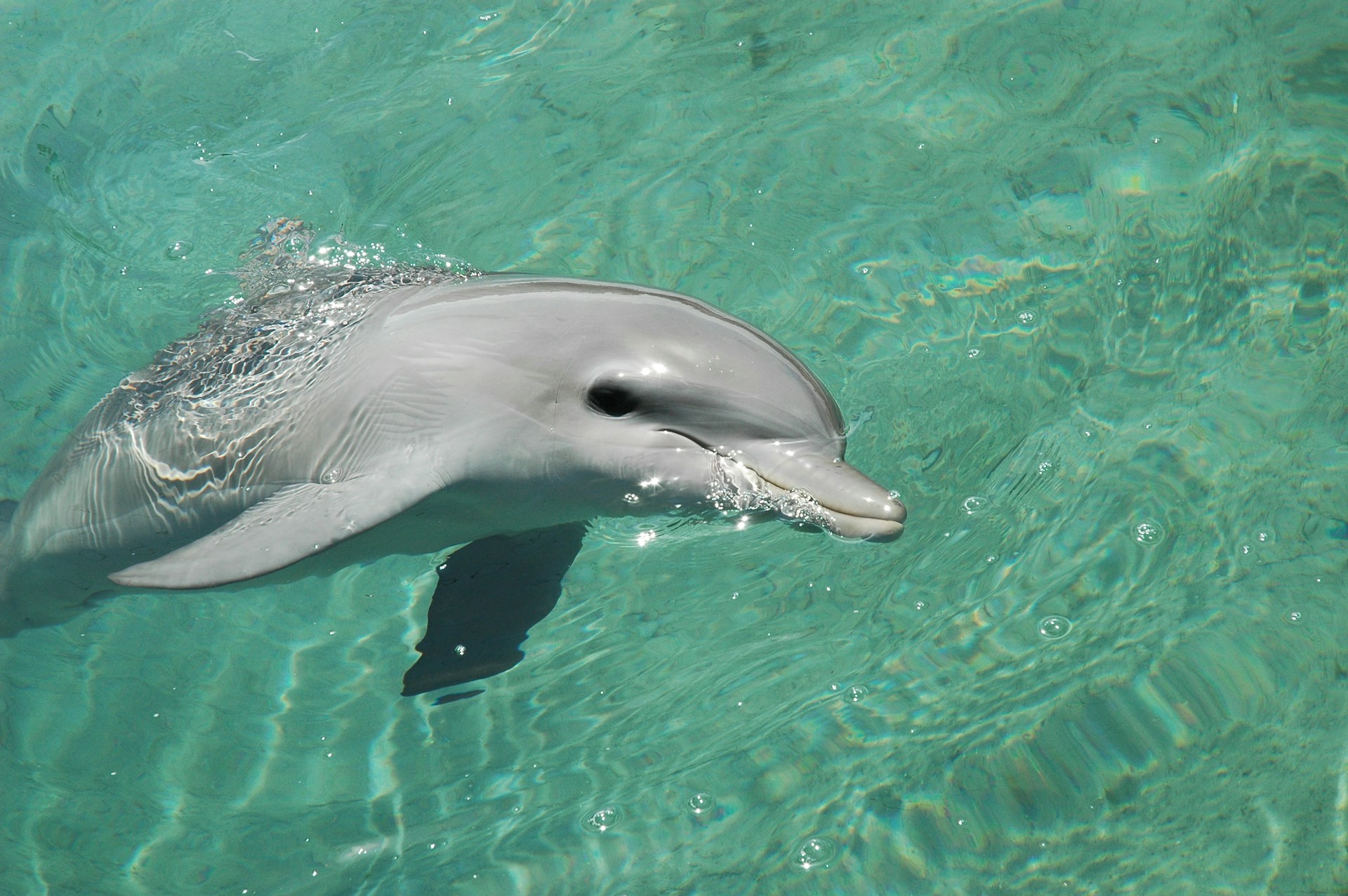 Dolphin swimming by at waterfront RV Park on Gulf Coast of Florida